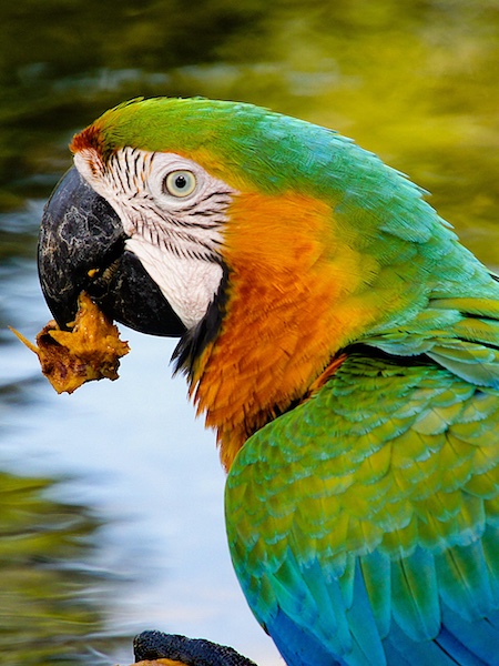 San José del Guaviare